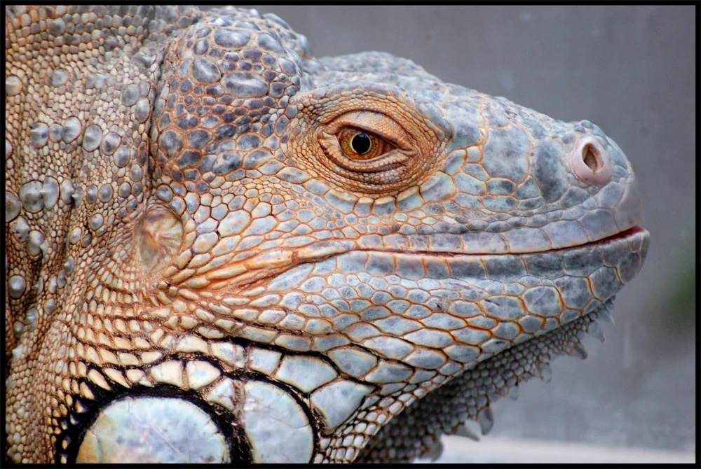 iguana-iguana